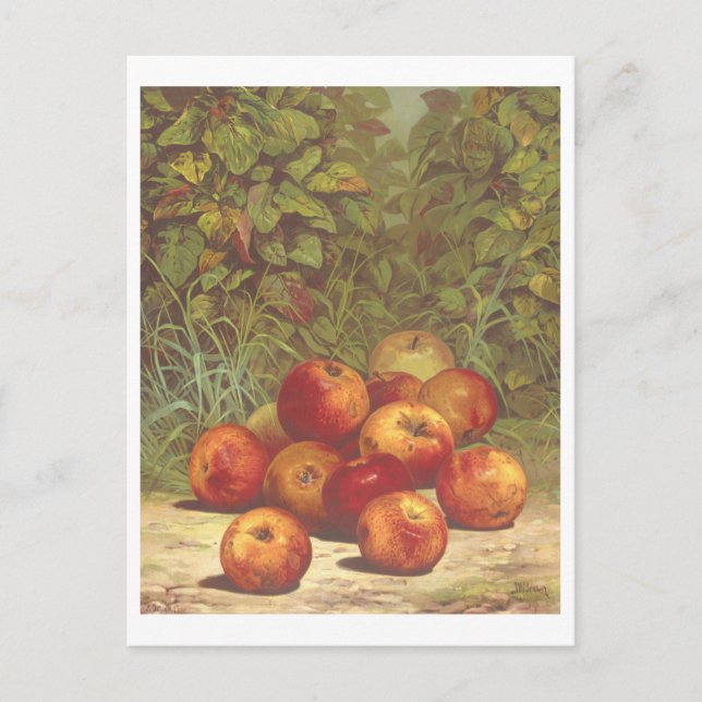 Cartão Postal Cartão-postal do Vintage Apple Lithograph (Frente)