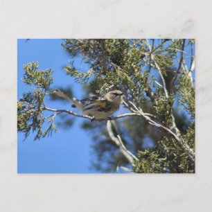 Cartão Postal Cartão-postal do Warbler Amarelo Rumado