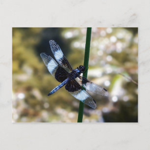 Cartão Postal Cartão-postal do Widow Skimmer Dragonfly