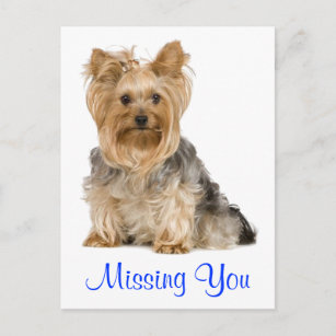 Cartão Postal Cartão-postal do Yorkshire Terrier Puppy Dog