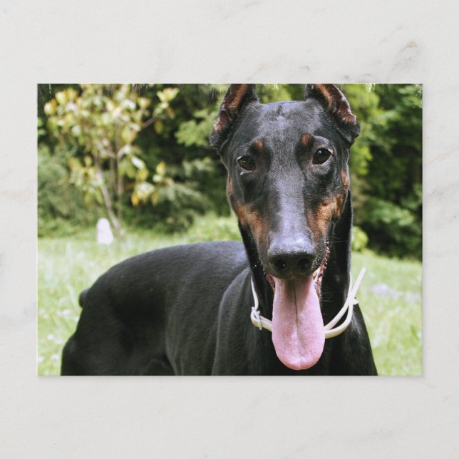 Cartão Postal Cartão-postal Doberman Pinscher (Frente)