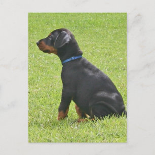 Cartão Postal Cartão-postal Doberman Pinscher Puppy