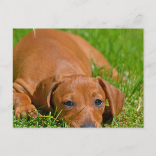 Cartão Postal Cartão-postal Doce Daschund