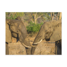 Cartão-postal - Dois Elefantes Africanos Masculino