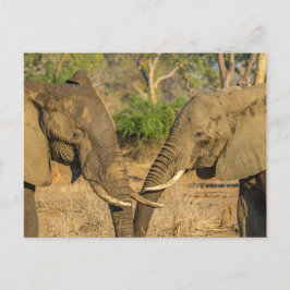 Cartão Postal Cartão-postal - Dois Elefantes Africanos Masculino