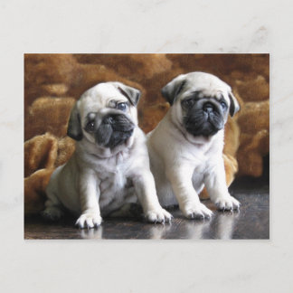 Cartão Postal Cartão-postal Dois Pugs