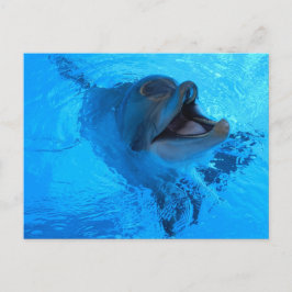 Cartão Postal Cartão-postal Dolphin