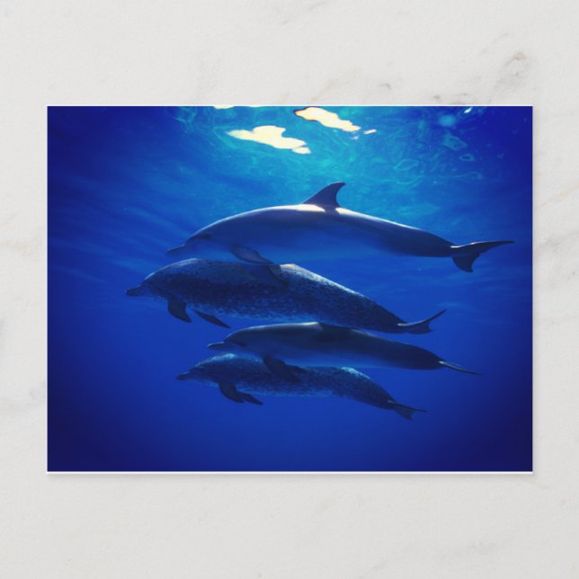 Cartão Postal Cartão-postal Dolphin (Frente)