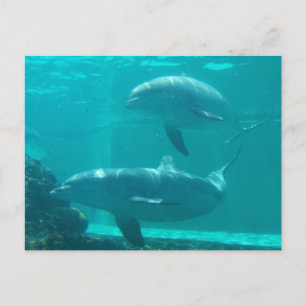Cartão Postal Cartão-postal Dolphin