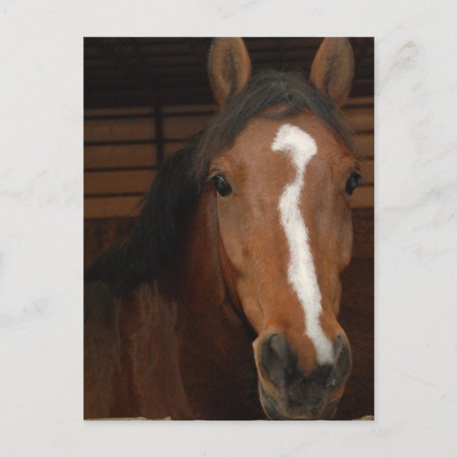 Cartão Postal Cartão-postal dos cavalos árabes (Frente)