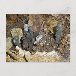 Cartão Postal Cartão-postal dos Dedos dos Cogumelos do morto