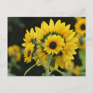 Cartão Postal Cartão-postal dos Girassóis Buquê DIY