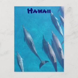 Cartão Postal Cartão-postal dos golfinhos havaianos