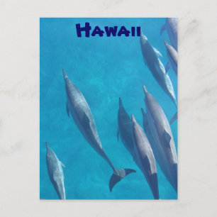 Cartão Postal Cartão-postal dos golfinhos havaianos