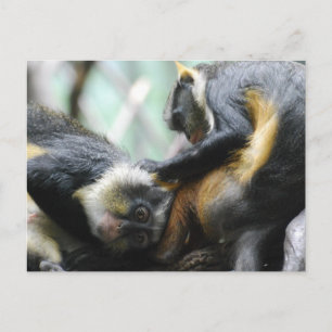 Cartão Postal Cartão-postal dos macacos Guênon