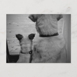 Cartão Postal Cartão-postal dos melhores amigos