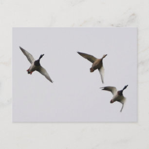Cartão Postal Cartão-postal dos Patos Voadores 