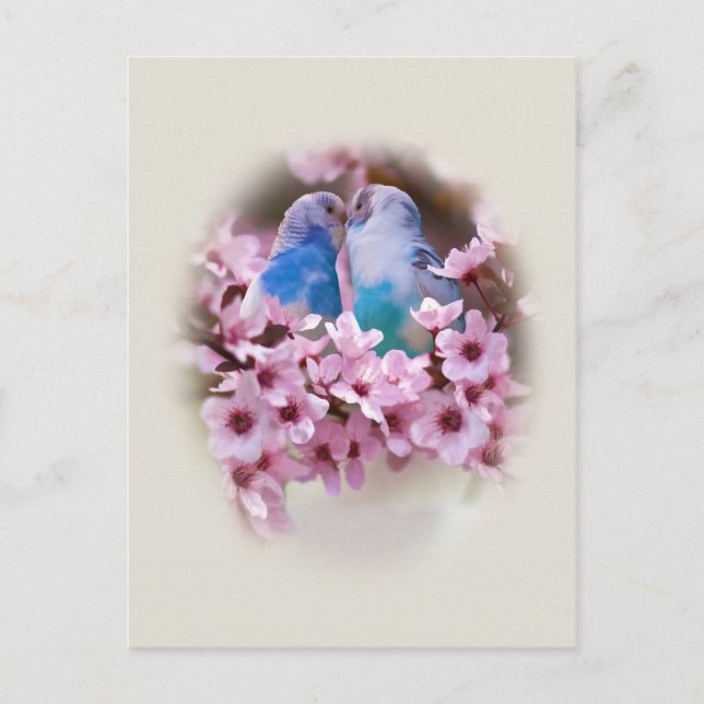 Cartão Postal Cartão-postal dos periquitos de amor (Frente)