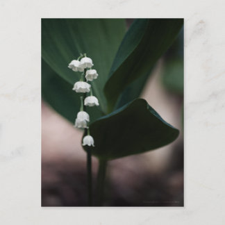 Cartão Postal Cartão-postal dos Sinos Doces