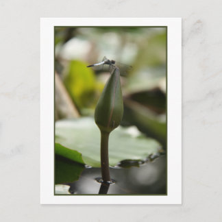 Cartão Postal Cartão-postal Dragonfly