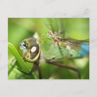 Cartão Postal Cartão-postal Dragonfly