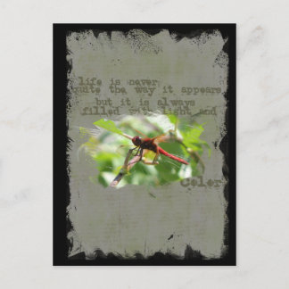 Cartão Postal Cartão-postal Dragonfly