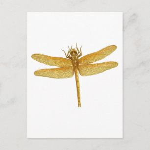 Cartão Postal Cartão-postal Dragonfly Dourado