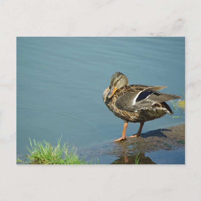 Cartão Postal Cartão-postal Duck (Frente)
