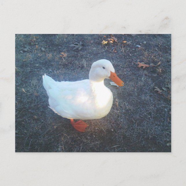 Cartão Postal Cartão-postal Duck (Frente)