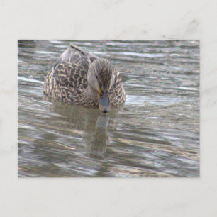 Cartão Postal Cartão-postal Duck Photo