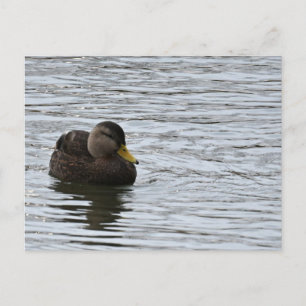 Cartão Postal Cartão-postal Duck Photo