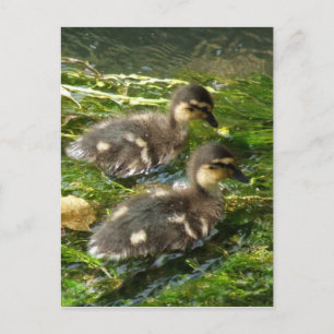 Cartão Postal Cartão-postal Ducklings