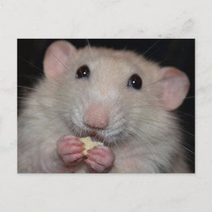 Cartão Postal Cartão-postal Dumbo Rat