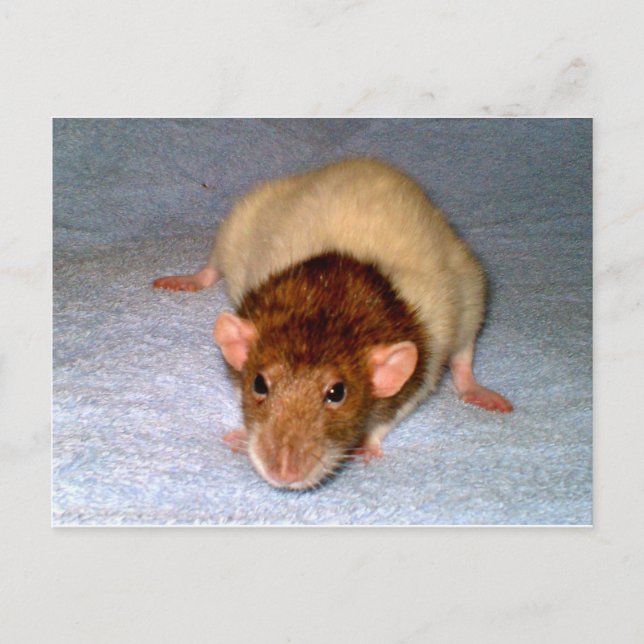 Cartão Postal Cartão-postal Dumbo Rat (Frente)