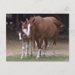 Cartão Postal Cartão-postal DX - Belos Cavalos