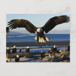 Cartão Postal Cartão-postal Eagle 445