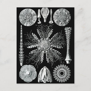 Cartão Postal Cartão-postal Echinidea