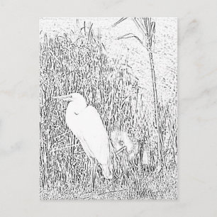Cartão Postal Cartão-postal - Egret em Grass to Color