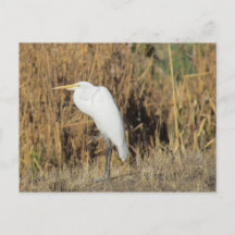 Cartão-postal - Egret no Grass