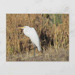 Cartão Postal Cartão-postal - Egret no Grass