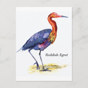 Cartão Postal Cartão-postal Egret Reddish