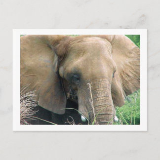 Cartão Postal Cartão-postal elefante