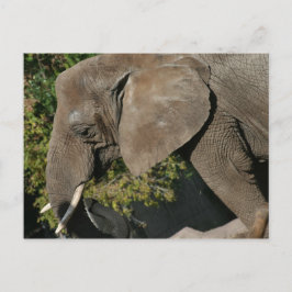 Cartão Postal Cartão-postal elefante