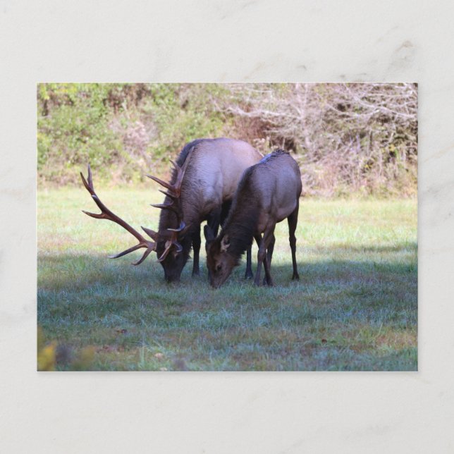 Cartão Postal Cartão-postal Elk (Frente)