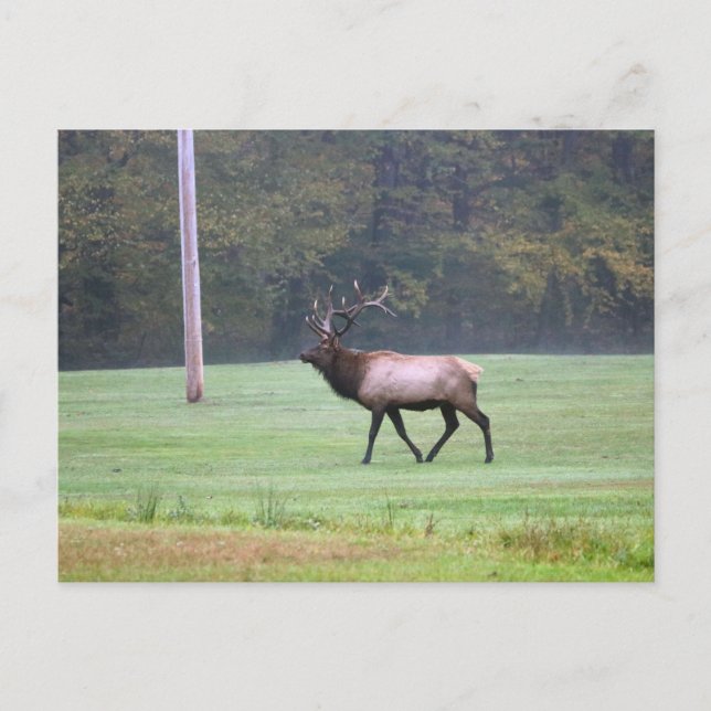 Cartão Postal Cartão-postal Elk (Frente)