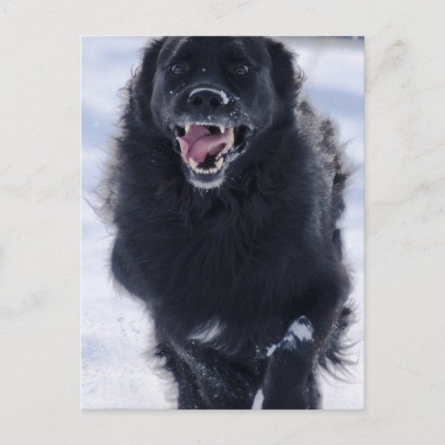 Cartão Postal Cartão-postal em Execução na Terra Nova (Frente)