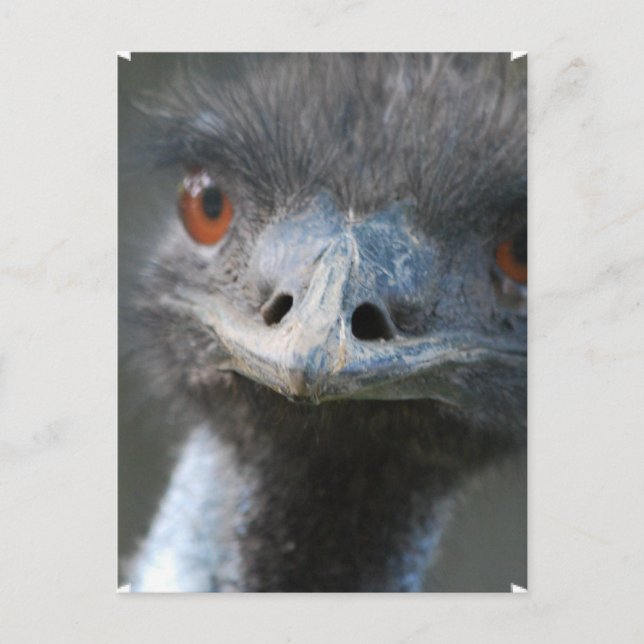 Cartão Postal Cartão-postal Emu (Frente)