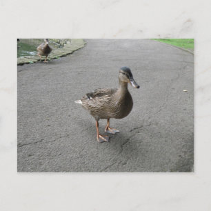Cartão Postal Cartão-postal Engraçado Waddling