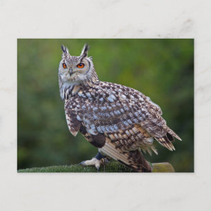Cartão Postal Cartão-postal Eurasian Eagle Owl
