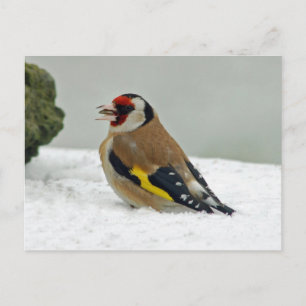 Cartão Postal Cartão-postal europeu Goldfinch